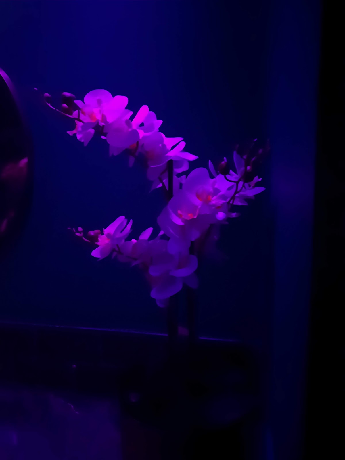 28 et demi Bar & Club - Photo 2