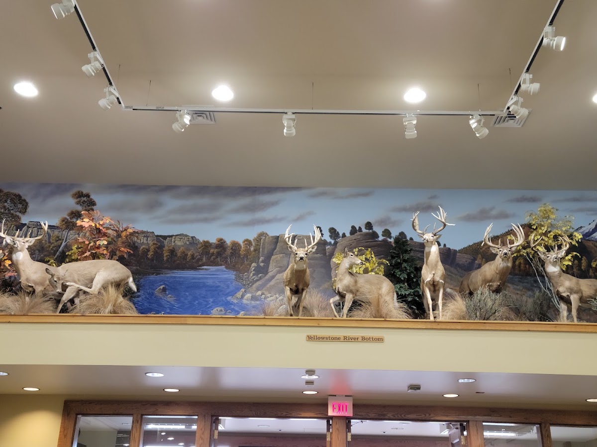 Bass Pro Shops - Photo 2