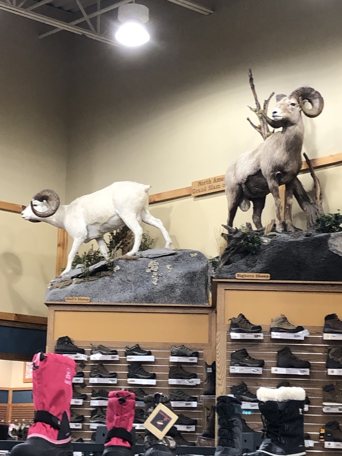 Bass Pro Shops - Photo 3
