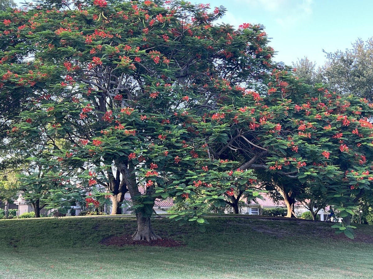 Boca Tierra Park - Photo 3