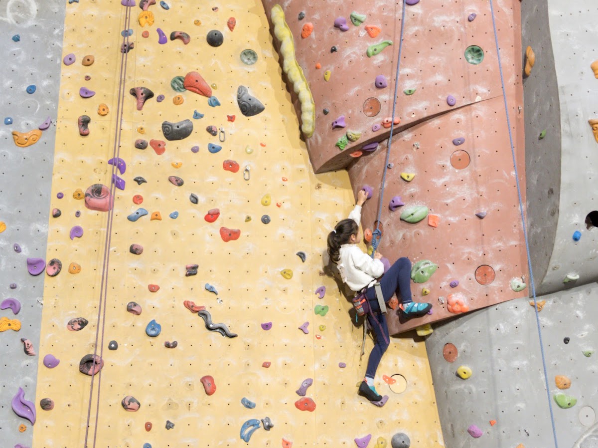 Brussels Monkeys Climbing