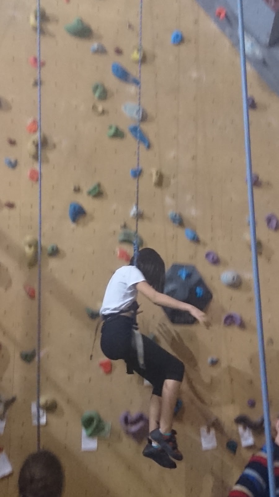 Brussels Monkeys Climbing - Photo 3