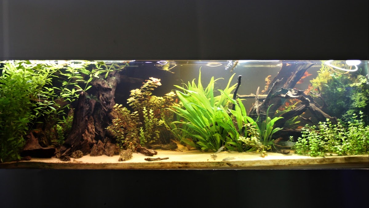 Club Aquariophile AVOBACS D'argenteuil - Photo 1