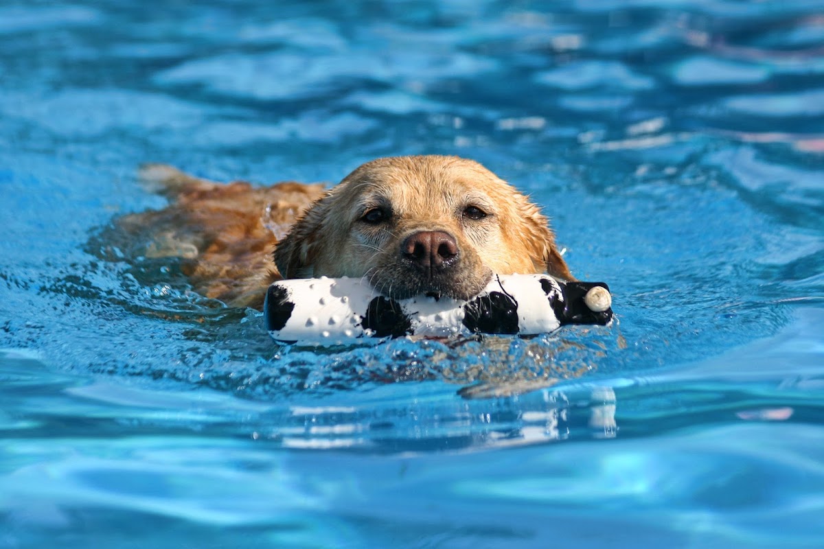 Doggy Paddle Aquatic Center For Dogs - Photo 1