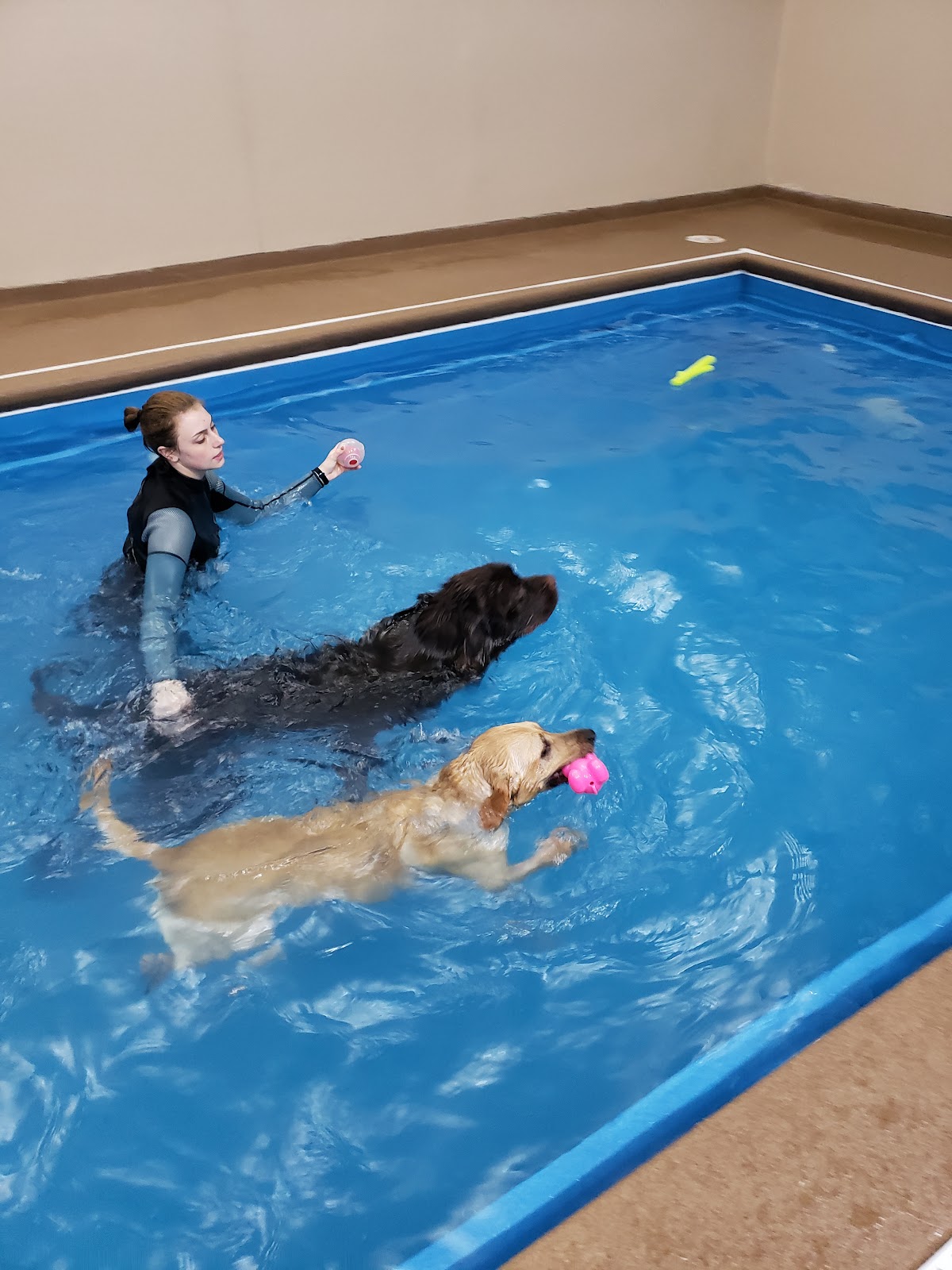 Doggy Paddle Aquatic Center For Dogs - Photo 3