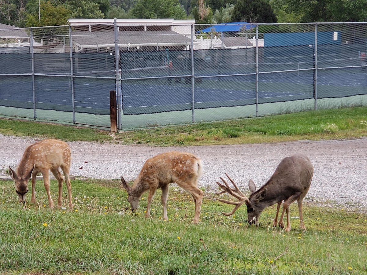 Foothills Swim & Racquet Club - Photo 2