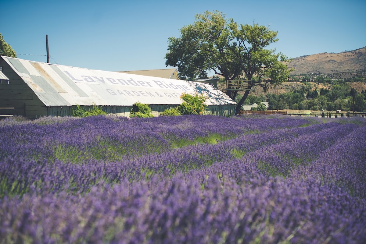 Lavender Ridge Wedding, Elopement, Party, Chapel, Hall Venue - Photo 1