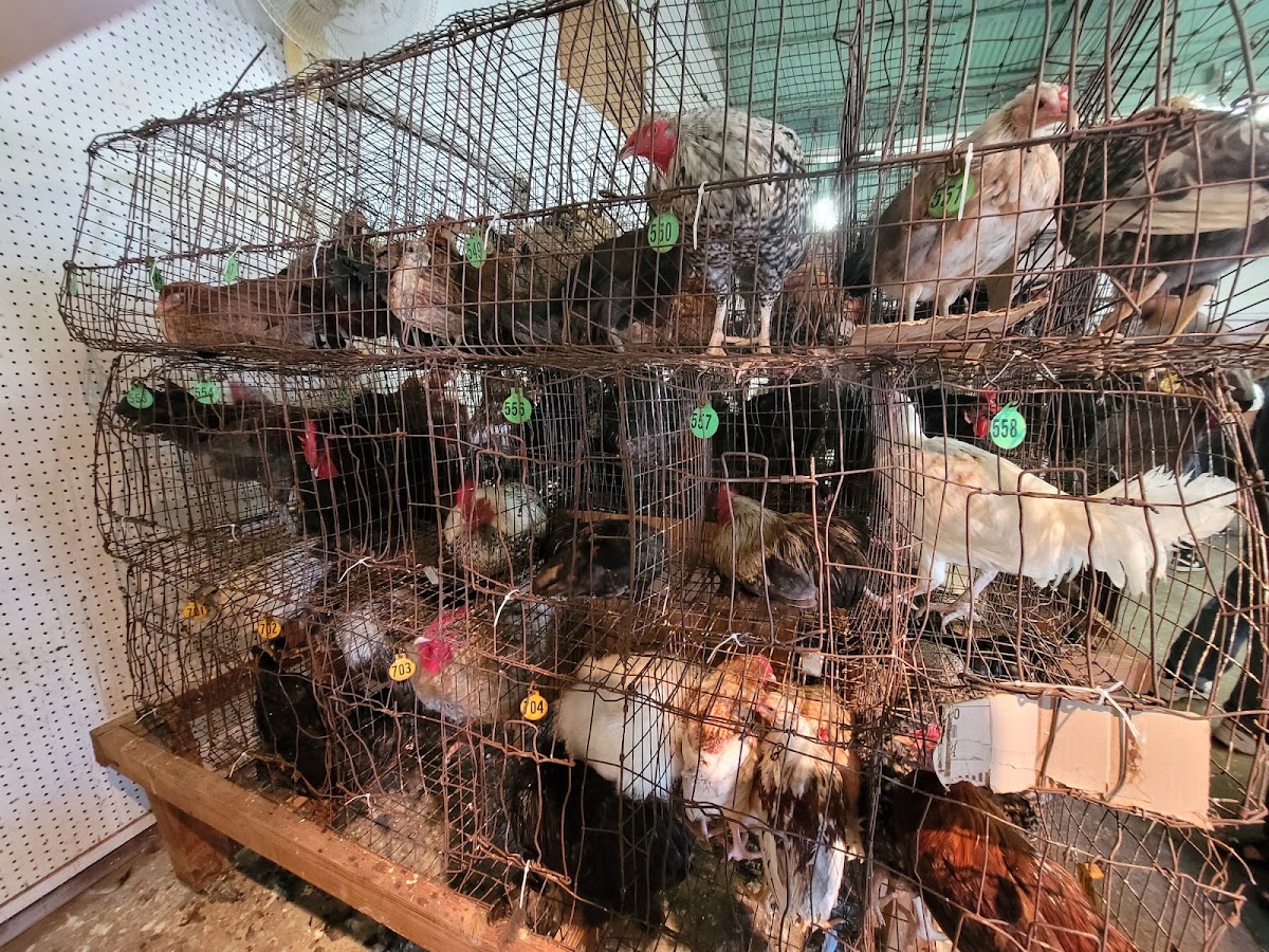 No Paddle Farms, Small Animal Auction - Photo 1