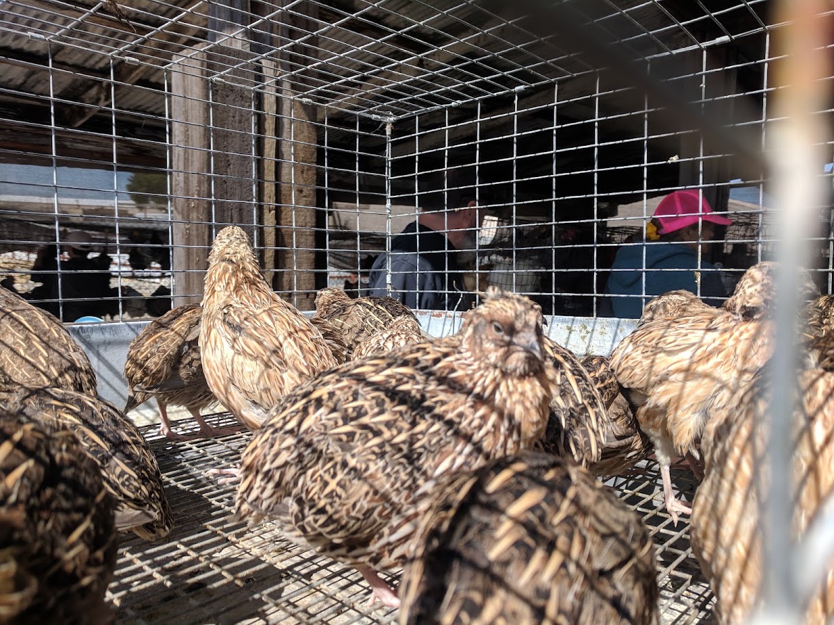 No Paddle Farms, Small Animal Auction - Photo 2