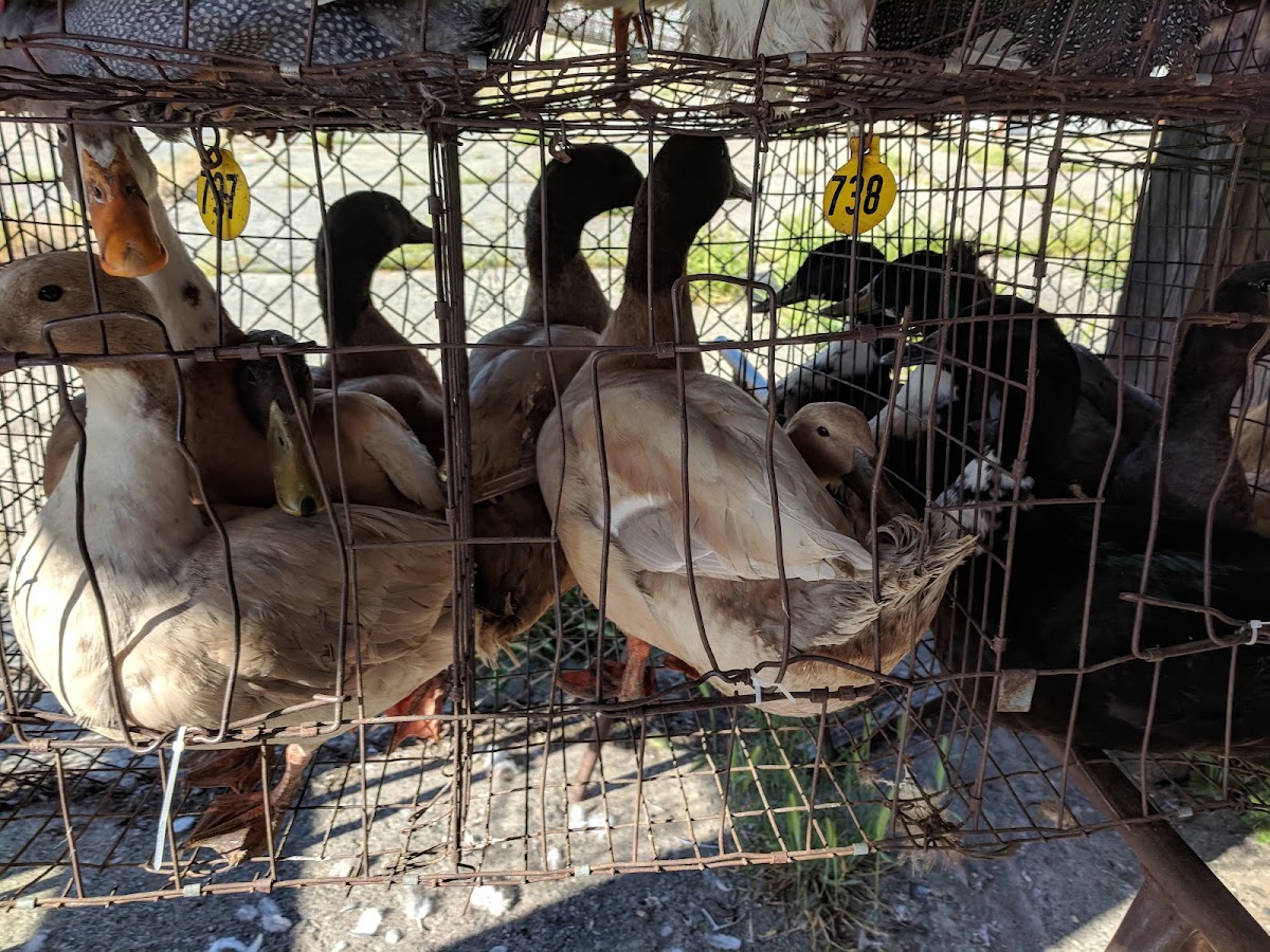 No Paddle Farms, Small Animal Auction - Photo 3