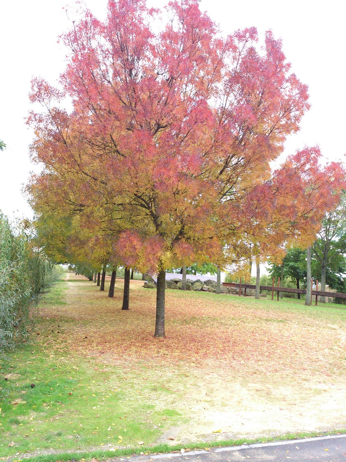 Parc départemental du Plateau - Photo 1