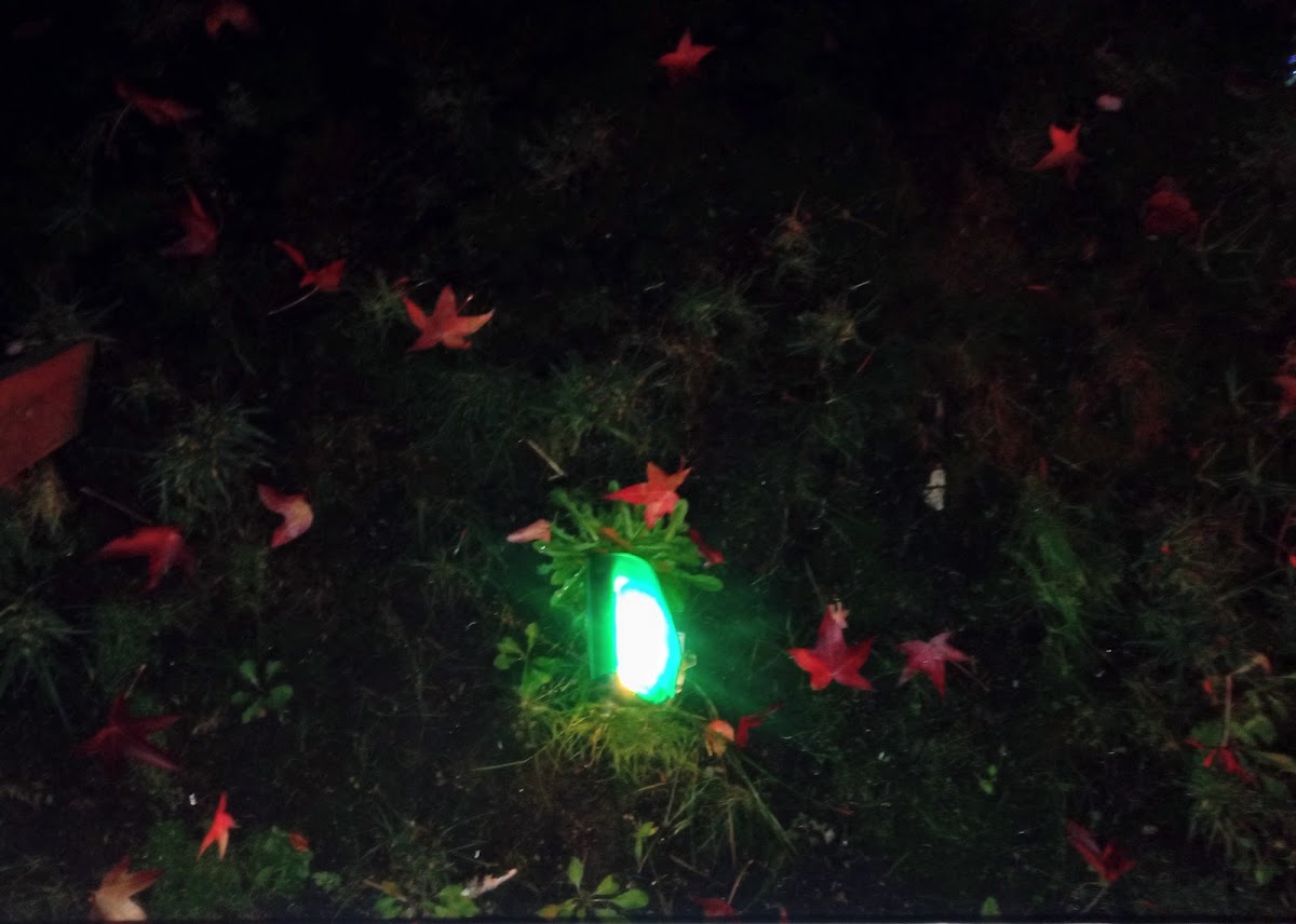 Pickleball Courts - Photo principale
