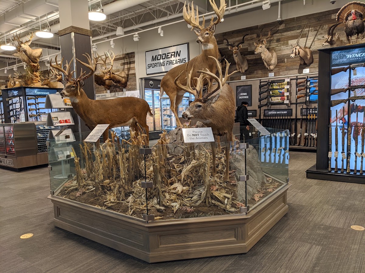 Scheels - Photo 2