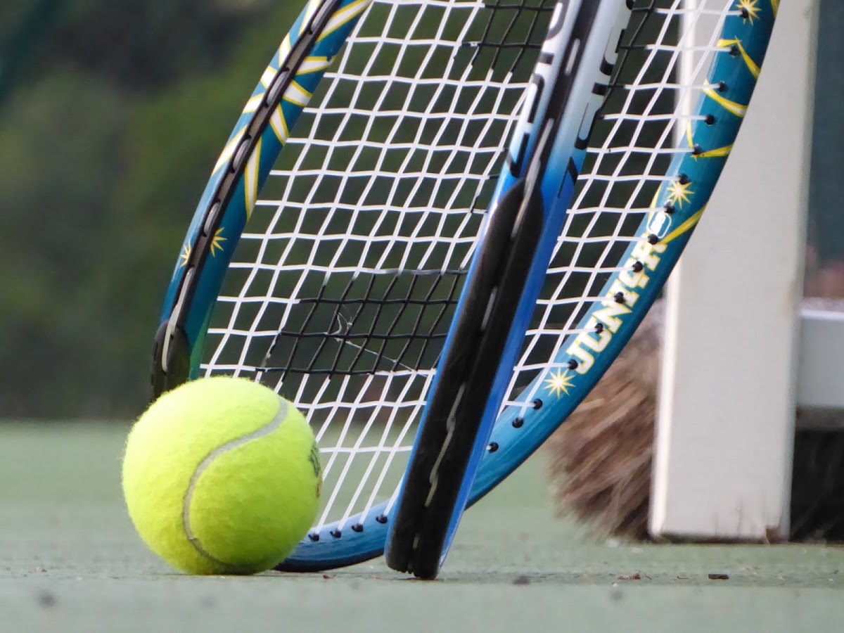 Shere Tennis Club - Photo 2