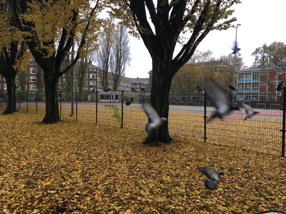 Tennis Vereniging Rivierenbuurt - Photo 2