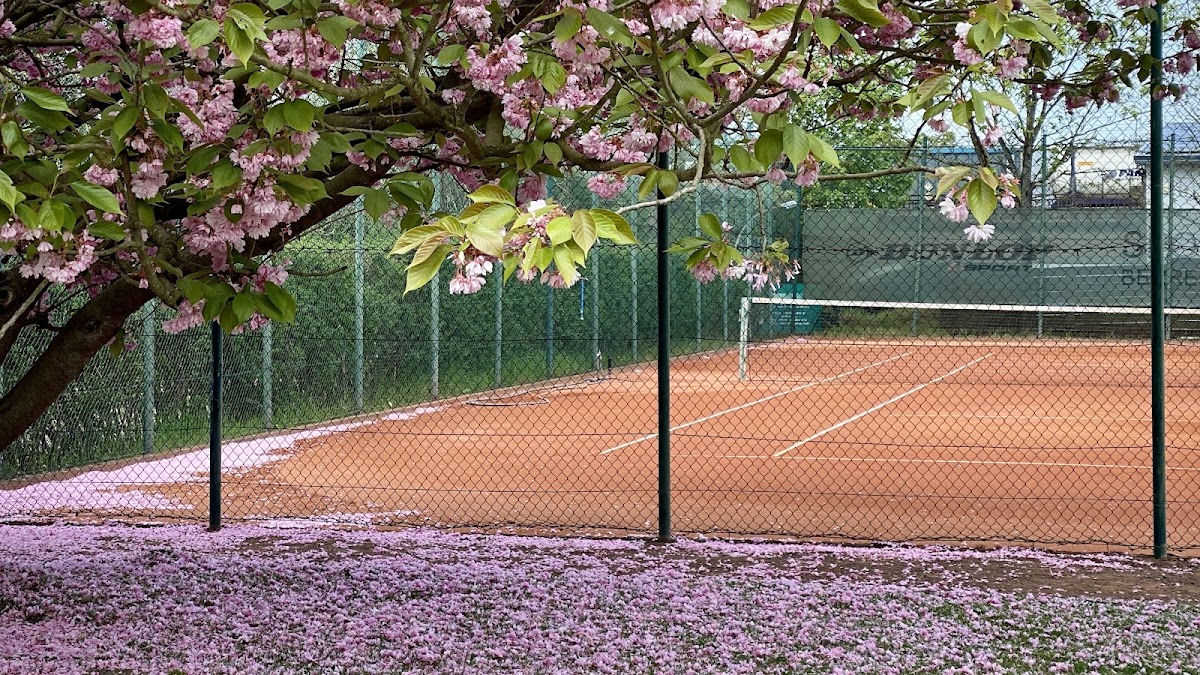 Tennisclub Buchholz - Photo 2